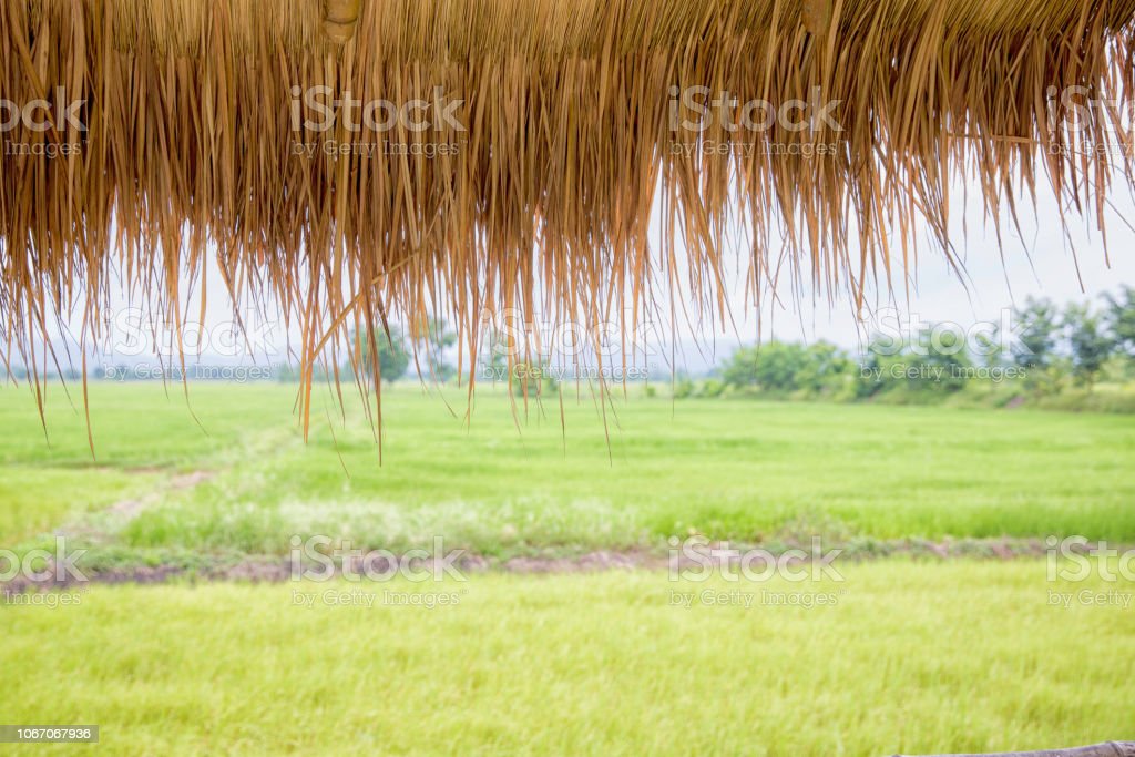 Detail Pemandangan Sawah Hijau Nomer 53