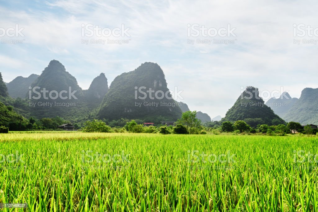 Detail Pemandangan Sawah Hijau Nomer 54