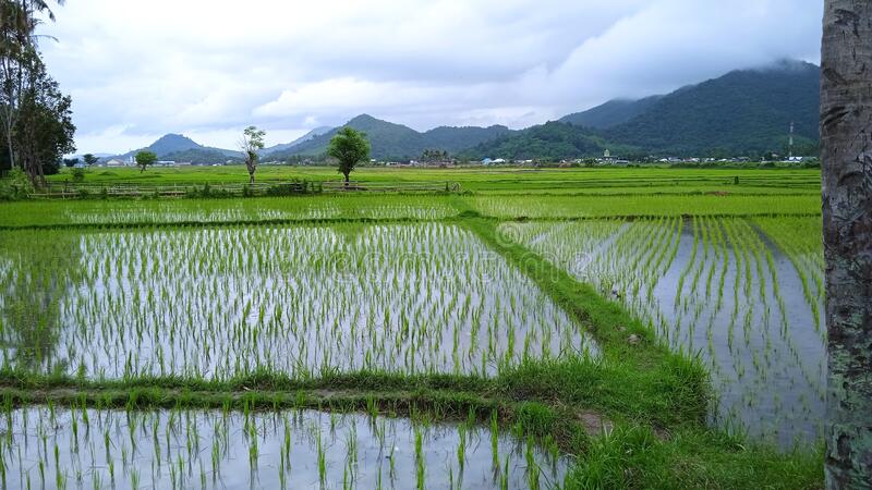 Detail Pemandangan Sawah Hijau Nomer 10