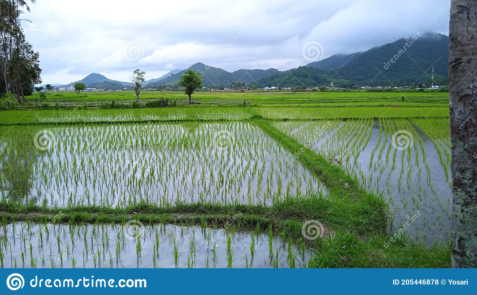 Pemandangan Sawah Indah - KibrisPDR