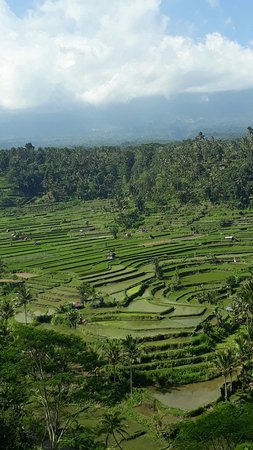 Detail Pemandangan Sawah Indah Nomer 9