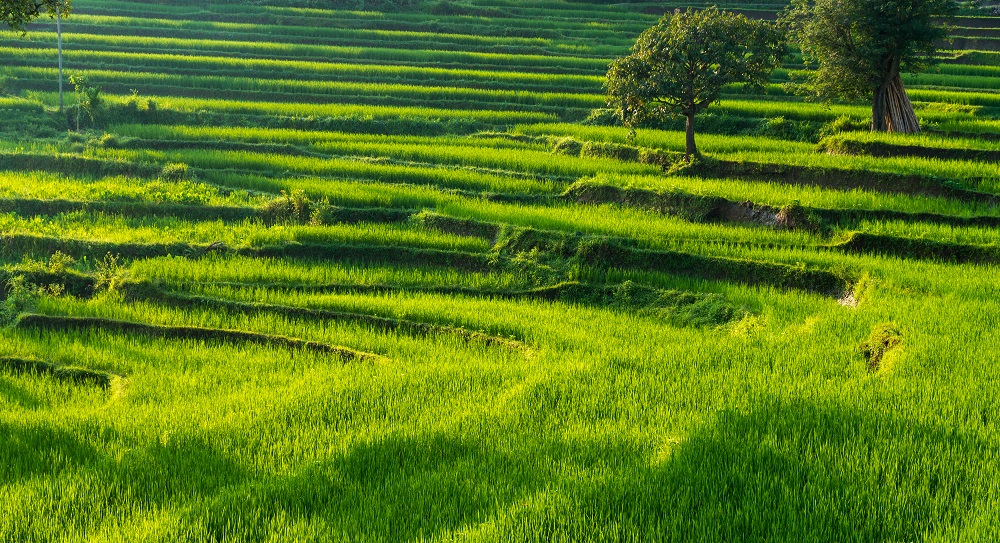 Detail Pemandangan Sawah Indah Nomer 12