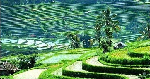 Detail Pemandangan Sawah Indah Nomer 13