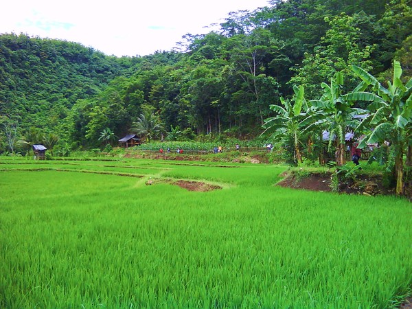 Detail Pemandangan Sawah Indah Nomer 18