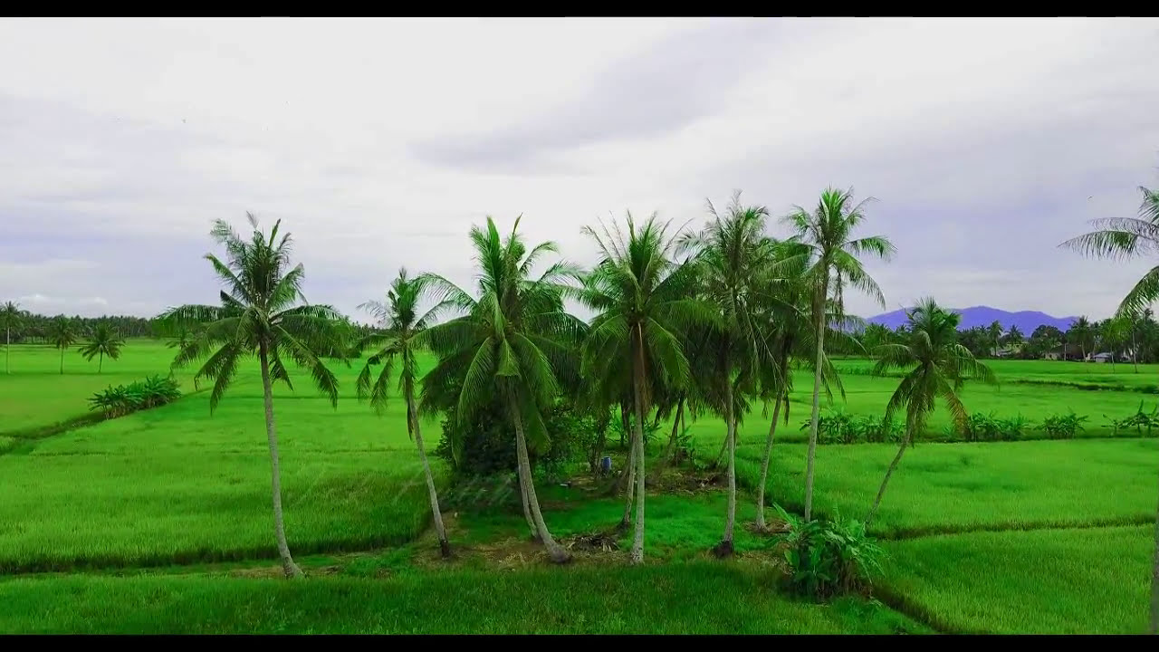 Detail Pemandangan Sawah Indah Nomer 19