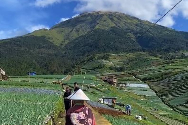 Detail Pemandangan Sawah Indah Nomer 22