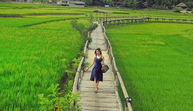 Detail Pemandangan Sawah Indah Nomer 24