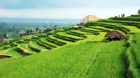 Detail Pemandangan Sawah Indah Nomer 25