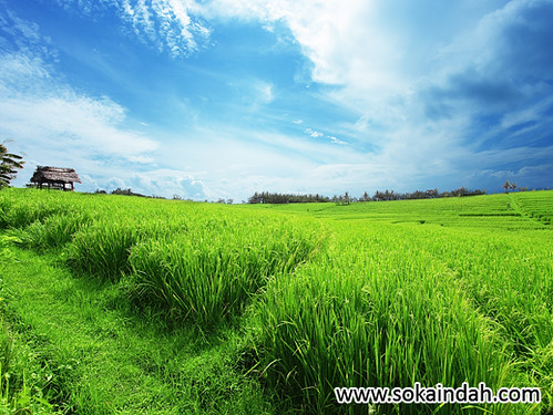 Detail Pemandangan Sawah Indah Nomer 26