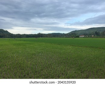 Detail Pemandangan Sawah Indah Nomer 29