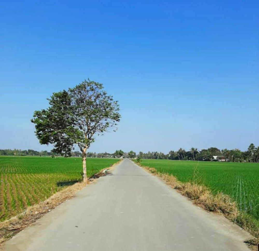 Detail Pemandangan Sawah Indah Nomer 32