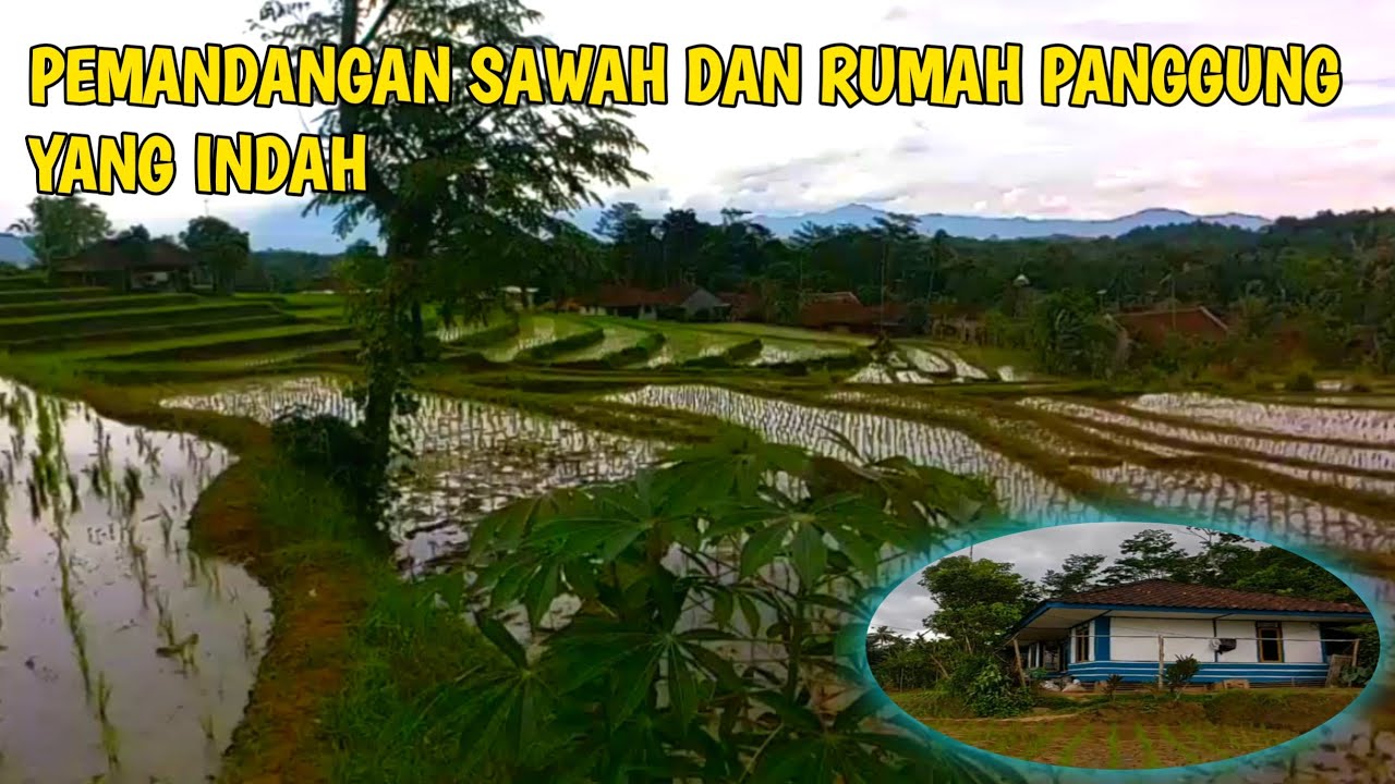 Detail Pemandangan Sawah Indah Nomer 36