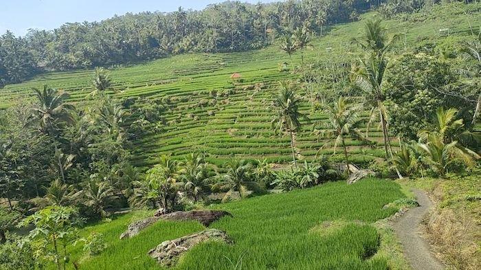 Detail Pemandangan Sawah Indah Nomer 39