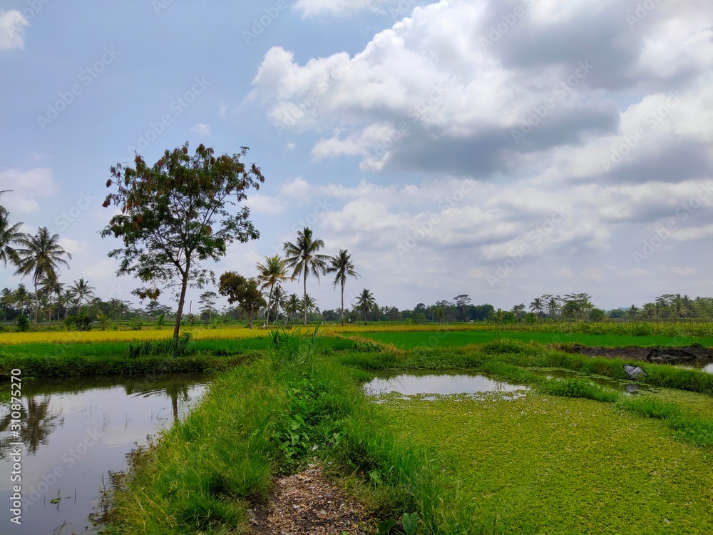 Detail Pemandangan Sawah Indah Nomer 41