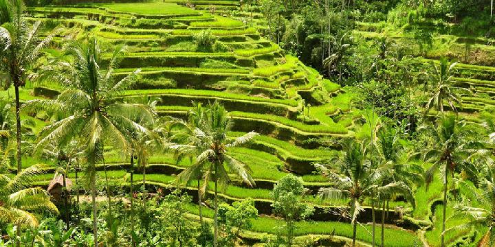 Detail Pemandangan Sawah Indah Nomer 42