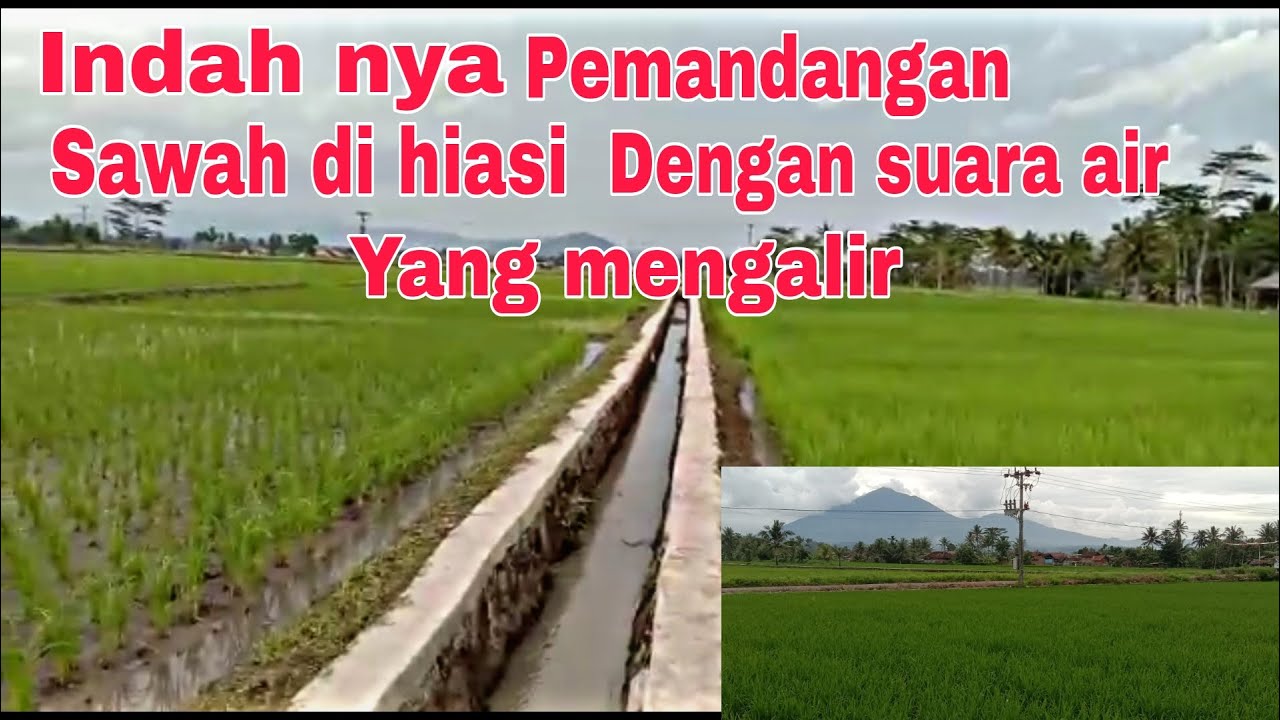 Detail Pemandangan Sawah Indah Nomer 43