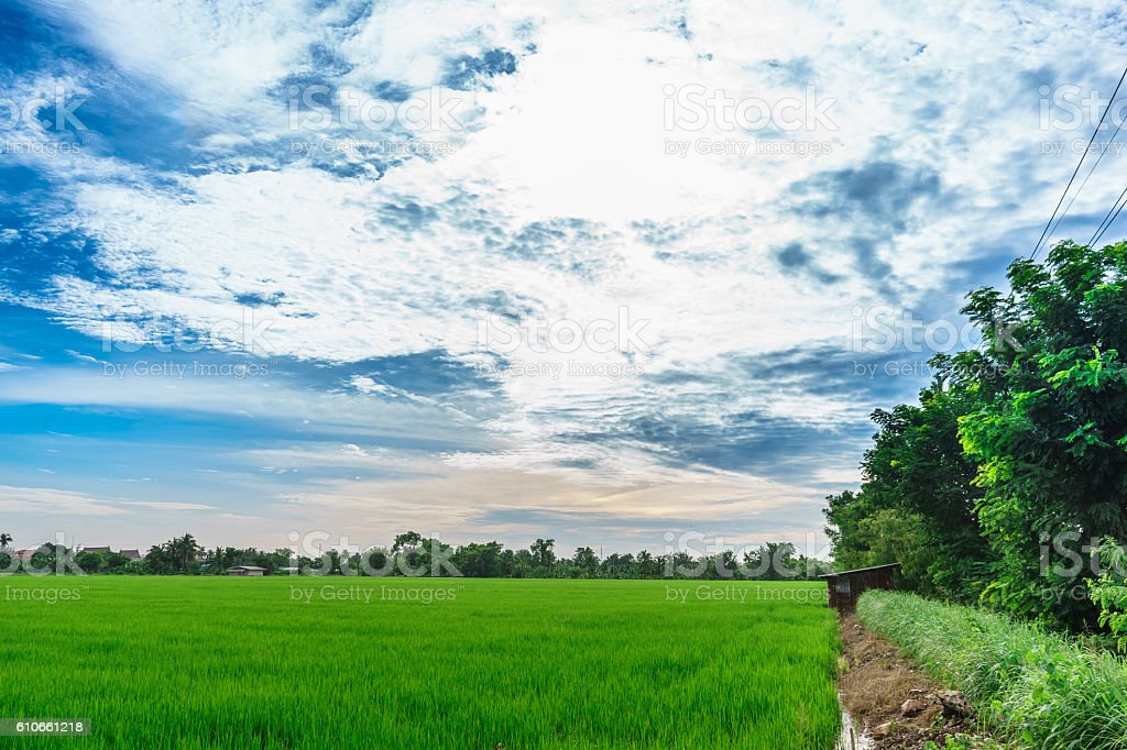 Detail Pemandangan Sawah Indah Nomer 45