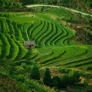 Detail Pemandangan Sawah Indah Nomer 5