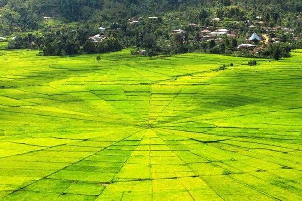 Detail Pemandangan Sawah Terindah Nomer 22