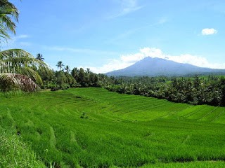 Detail Pemandangan Sawah Terindah Nomer 37