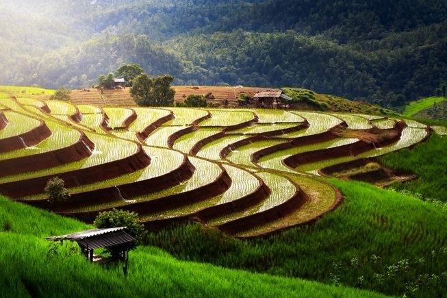 Detail Pemandangan Sawah Terindah Di Dunia Nomer 2