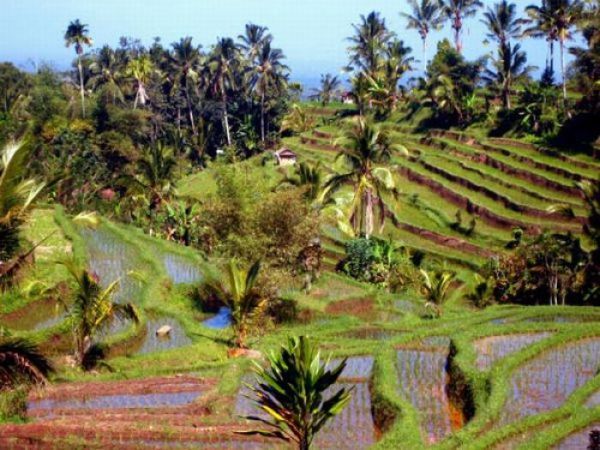 Detail Pemandangan Sawah Terindah Di Dunia Nomer 12