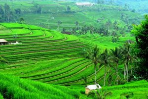 Detail Pemandangan Sawah Terindah Di Dunia Nomer 16