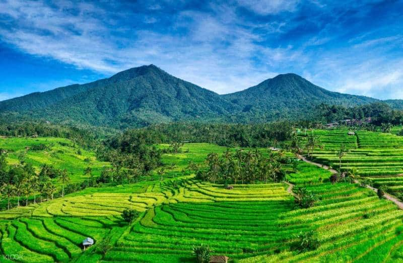 Detail Pemandangan Sawah Terindah Di Dunia Nomer 18