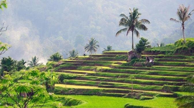 Detail Pemandangan Sawah Terindah Di Dunia Nomer 26