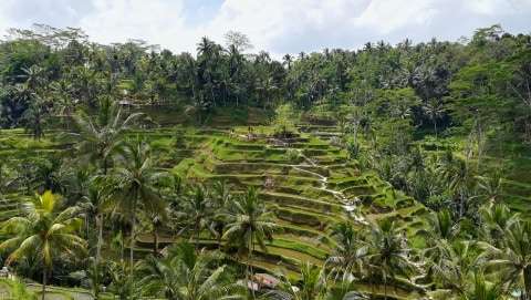 Detail Pemandangan Sawah Terindah Di Indonesia Nomer 13