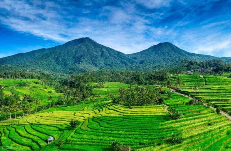 Detail Pemandangan Sawah Terindah Di Indonesia Nomer 22