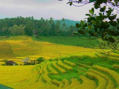 Detail Pemandangan Sawah Wallpaper Nomer 5