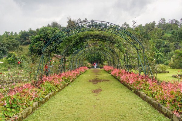 Detail Pemandangan Taman Bunga Mawar Nomer 14