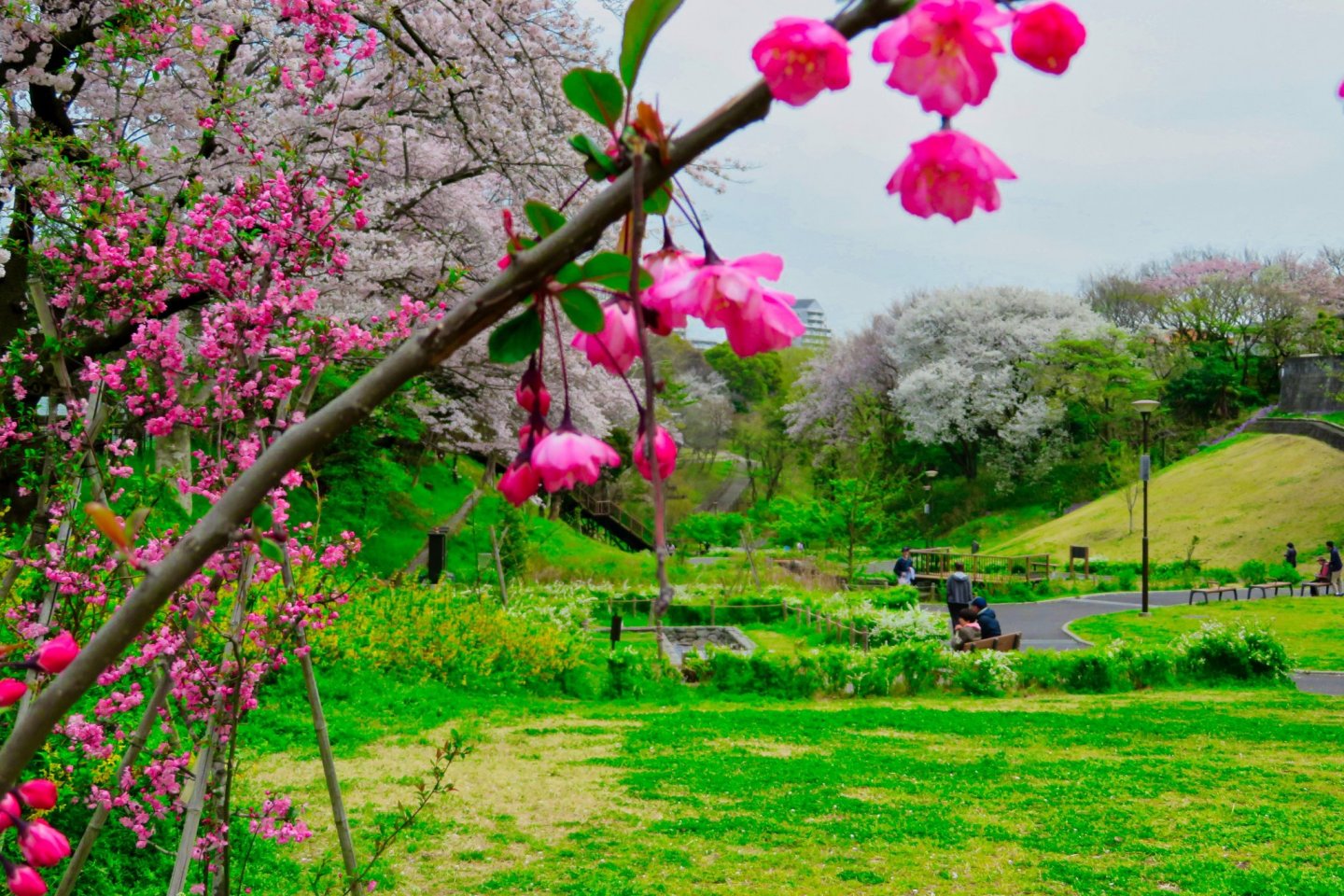 Detail Pemandangan Taman Bunga Sakura Nomer 36