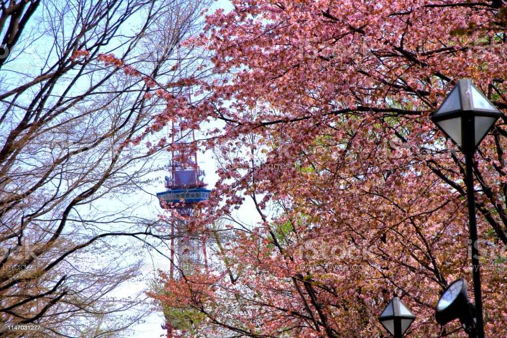 Detail Pemandangan Taman Bunga Sakura Nomer 41