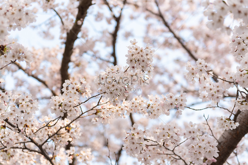 Detail Pemandangan Taman Bunga Sakura Nomer 50