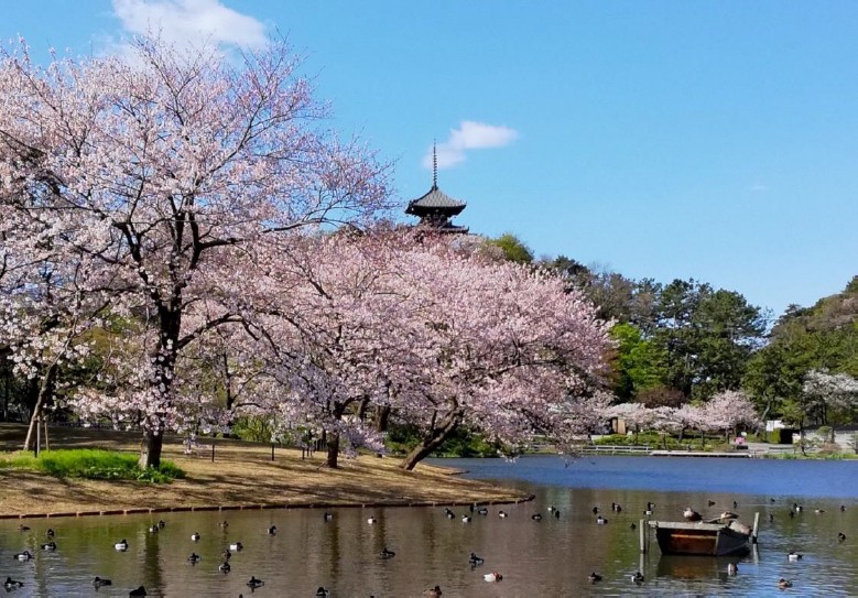 Detail Pemandangan Taman Bunga Sakura Nomer 52