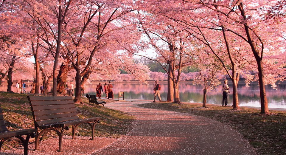 Detail Pemandangan Taman Bunga Sakura Nomer 7