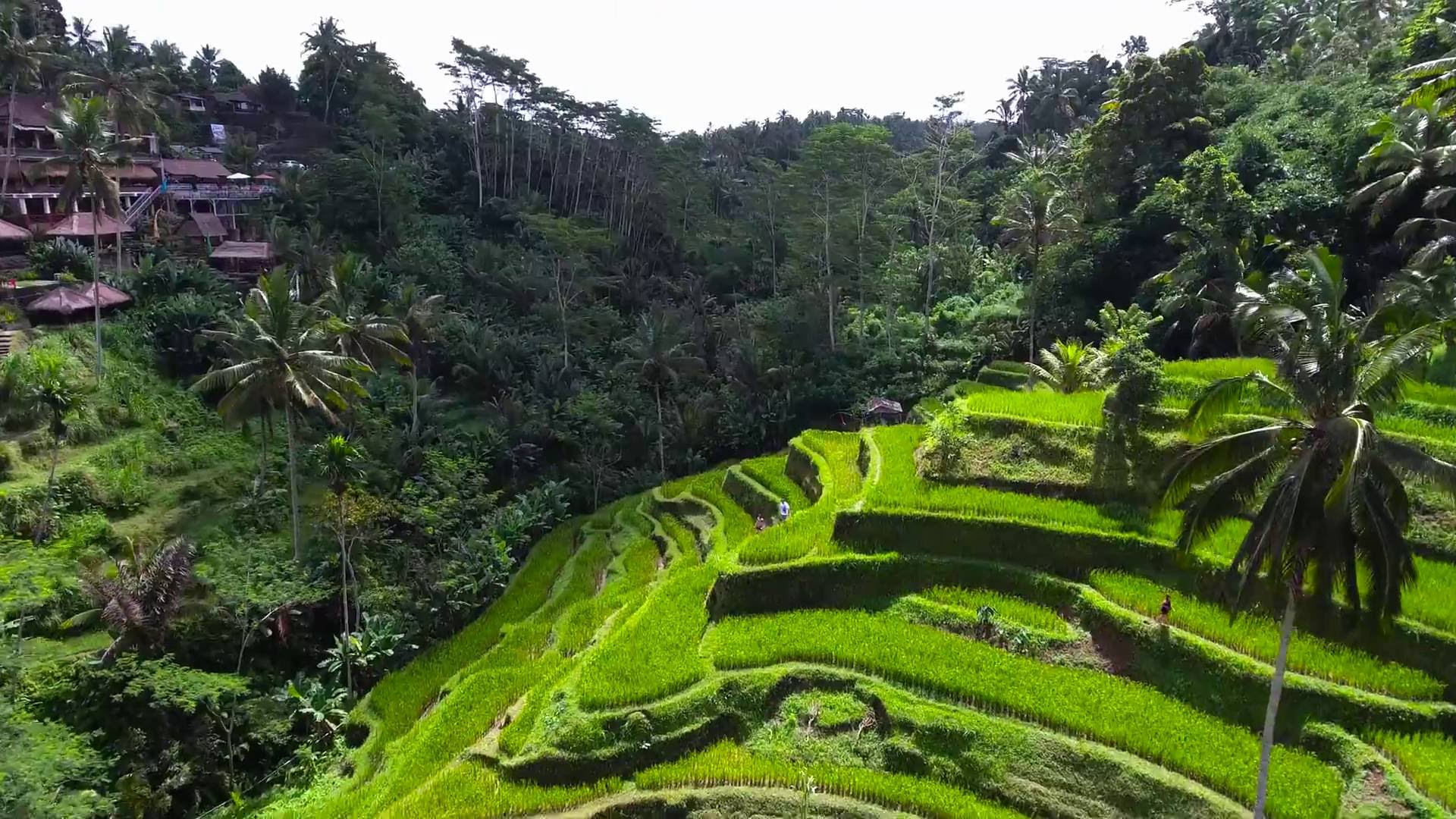 Detail Pemandangan Ubud Bali Nomer 11