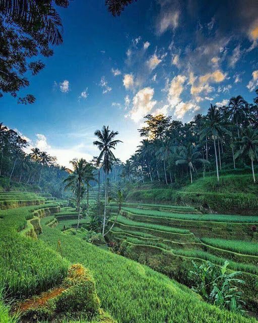 Detail Pemandangan Ubud Bali Nomer 14