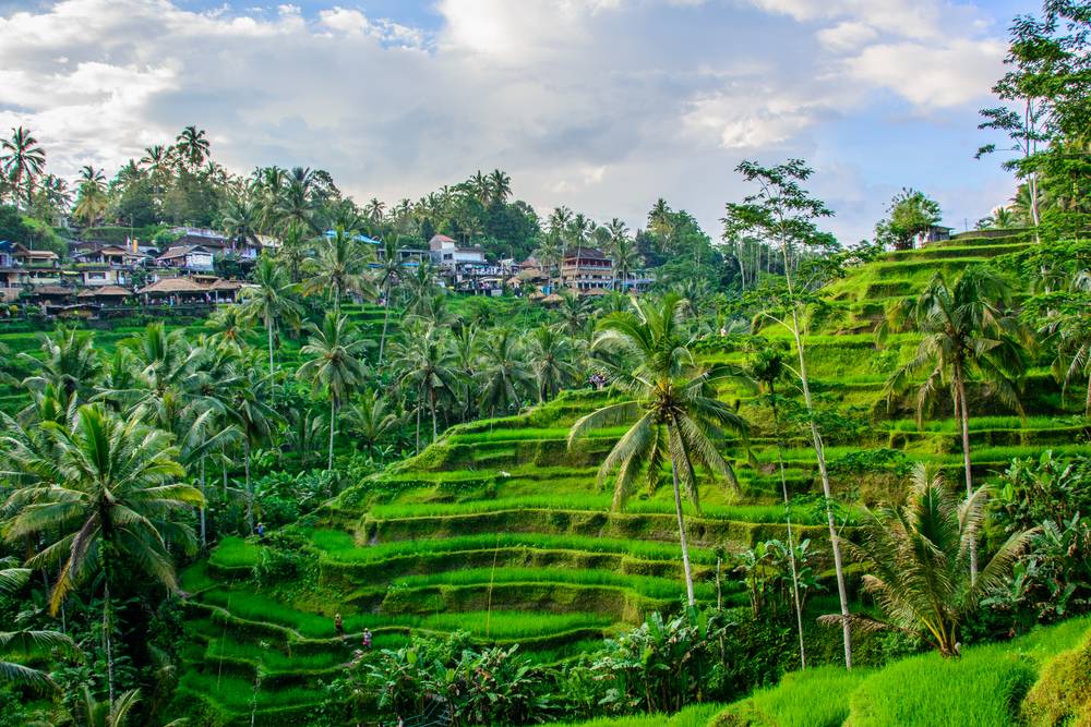 Detail Pemandangan Ubud Bali Nomer 15