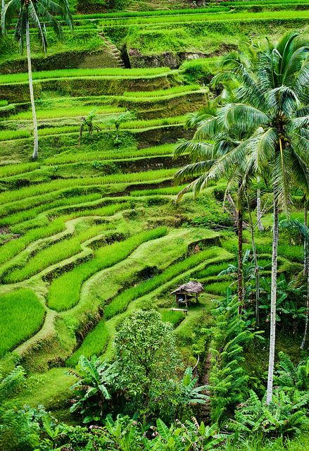 Detail Pemandangan Ubud Bali Nomer 17