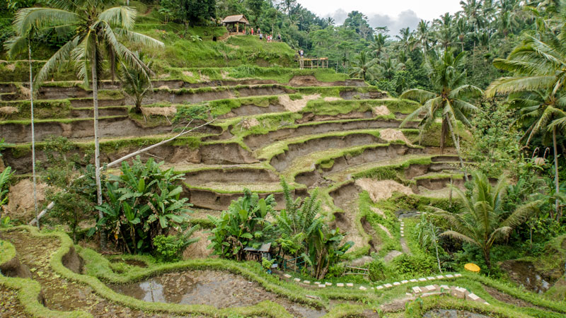 Detail Pemandangan Ubud Bali Nomer 4