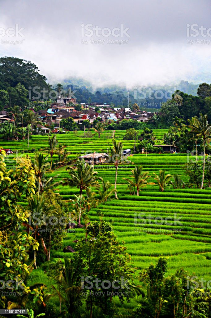 Detail Pemandangan Ubud Bali Nomer 47