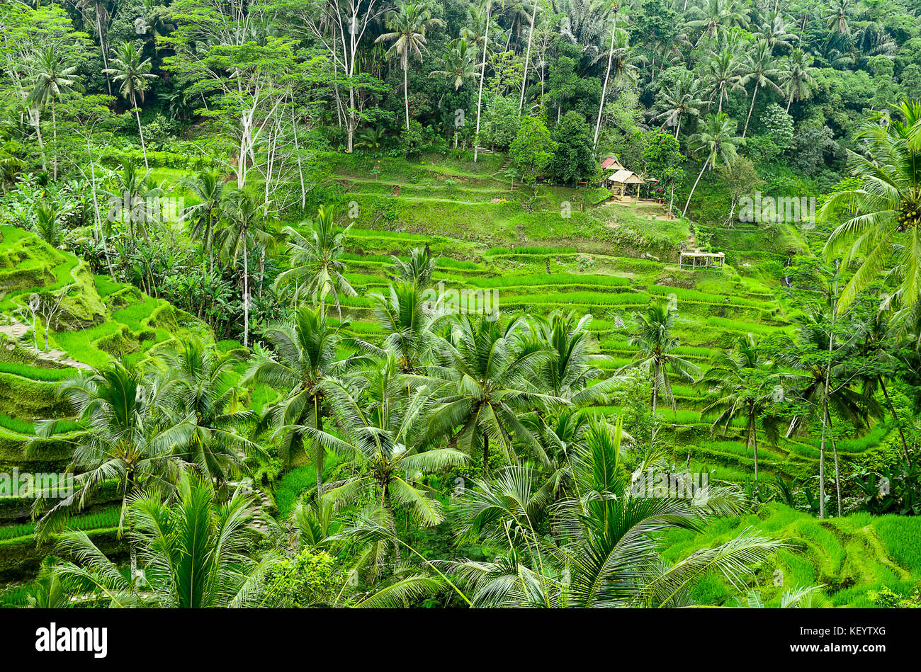 Detail Pemandangan Ubud Bali Nomer 48