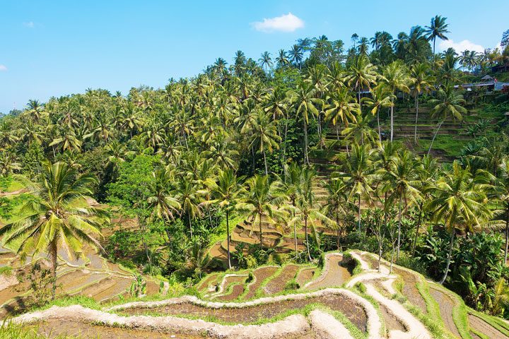 Detail Pemandangan Ubud Bali Nomer 56