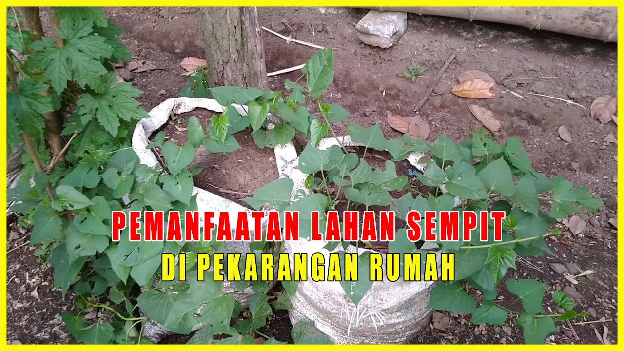 Detail Pemanfaatan Lahan Sempit Di Pekarangan Rumah Nomer 38