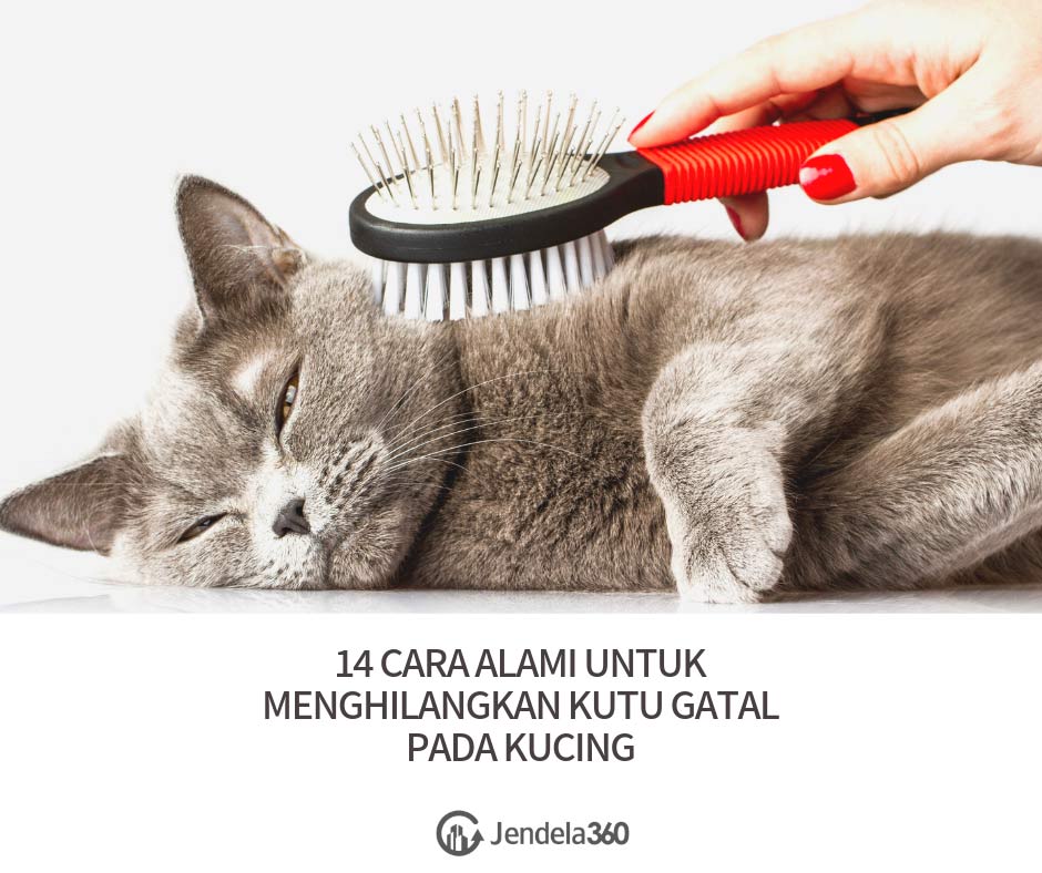 Detail Pembasmi Kutu Kucing Di Rumah Nomer 51