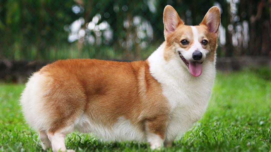 Detail Pembroke Welsh Corgi Nomer 13