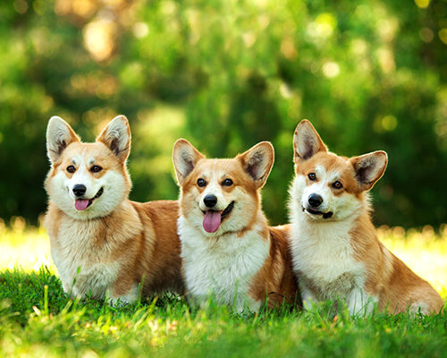 Detail Pembroke Welsh Corgi Nomer 21